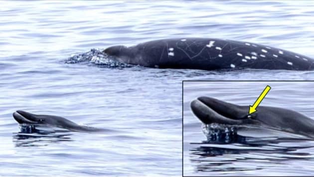 Ein junger erwachsener männlicher Schnabelwal schwimmt zusammen mit einem erwachsenen Männchen. ...