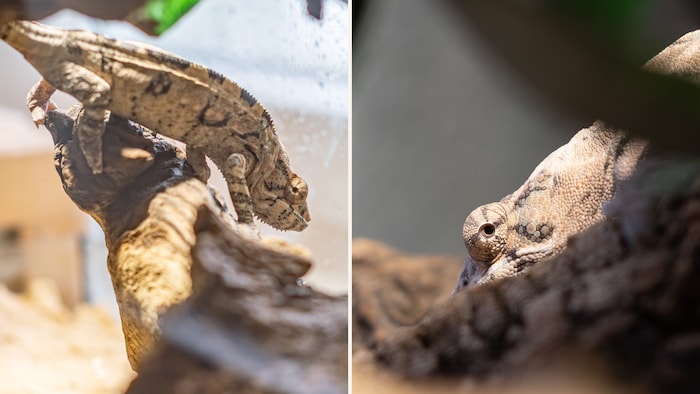 Pantherchamäleon geht auf die Suche!