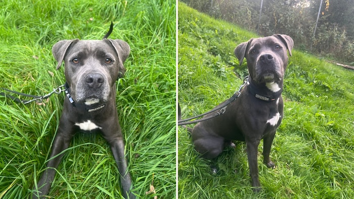 Ein liebevoller Begleiter!