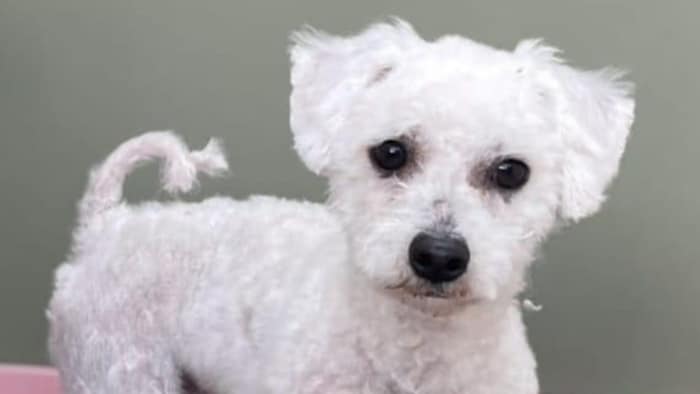 Ein Tiger zum Liebhaben!