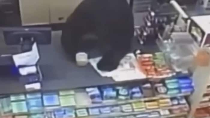 Der Bär sprang über die Theke – zum Glück waren die Kassiererin und der Bub da schon geflüchtet.