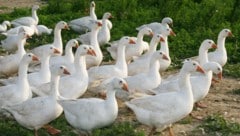Rund 700 Gänse in dem Betrieb sind betroffen (Symbolbild).