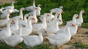 Rund 700 Gänse in dem Betrieb sind betroffen (Symbolbild).