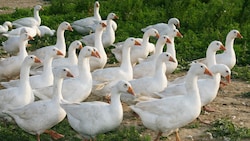 Rund 700 Gänse in dem Betrieb sind betroffen (Symbolbild).