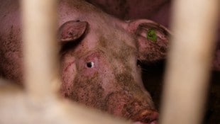 Der VGT veröffentlichte jetzt weitere Beweise, wie er betonte.