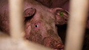 Die Tiere hatten nur wenig Futter bekommen (Symbolfoto).
