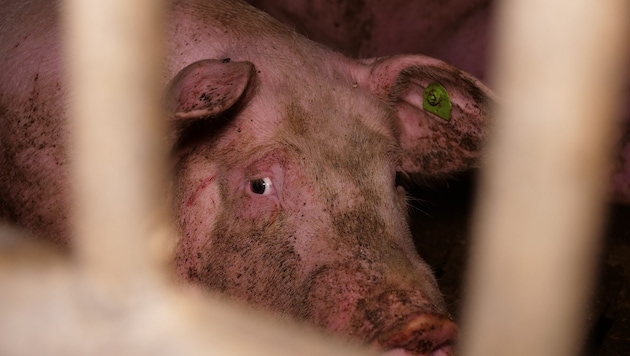 Der VGT veröffentlichte jetzt weitere Beweise, wie er betonte.