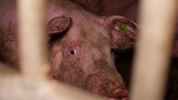 Der VGT veröffentlichte jetzt weitere Beweise, wie er betonte.