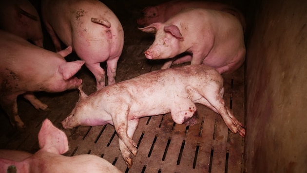So sieht es aus, wenn bei der Tierhaltung einzig der Profit zählt.