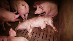 So sieht es aus, wenn bei der Tierhaltung einzig der Profit zählt.