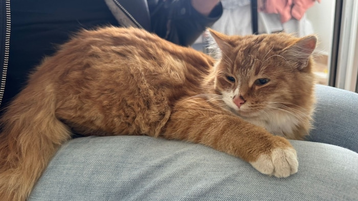 Red fox cat spotted!