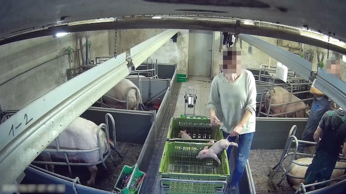 Der VGT versichert, alle Aufnahmen abgeglichen zu haben. Sie sollen eindeutig aus dem ...