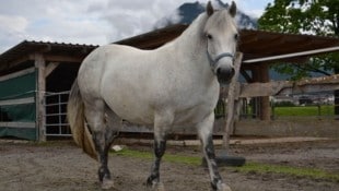„Mariposa“ wog 200 Kilogramm zu viel und litt unter schmerzhafter Hufrehe ... in der Tiroler ...