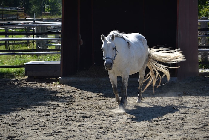 „Mariposas“ Übergewicht schockte die selbst erfahrenen Pferdepflegerinnen.