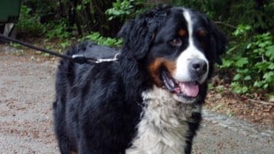Ein Hund, ähnlich diesem, hatte das Unglück ausgelöst