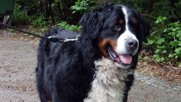 Ein Hund, ähnlich diesem, hatte das Unglück ausgelöst