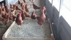 Den heimischen Landwirten drohen strenge Auflagen.