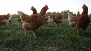 Mit dem Herumlaufen auf den Wiesen ist es erstmal vorbei. 