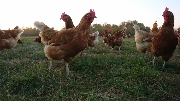 Mit dem Herumlaufen auf den Wiesen ist es erstmal vorbei.