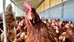 Was die Diebe mit den Hennen vorhaben, ist unklar.
