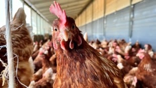 Da lachen ja die Hühner? Nein. Tritt ein Fall der Geflügelpest in einem Betrieb auf müssen alle ...