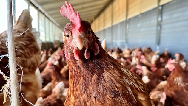 Da lachen ja die Hühner? Nein. Tritt ein Fall der Geflügelpest in einem Betrieb auf müssen alle ...