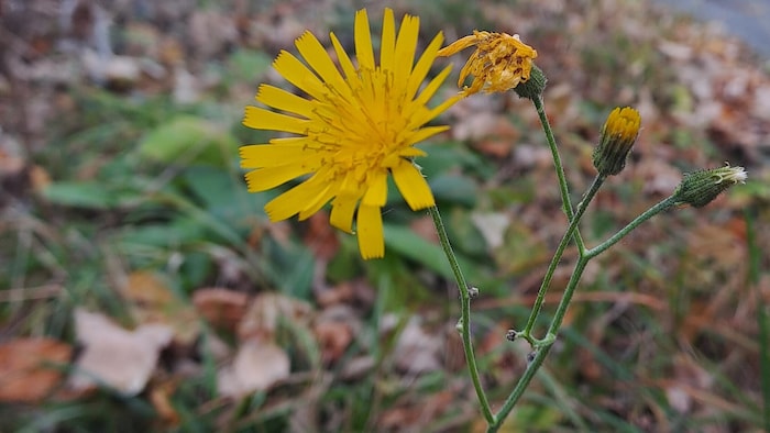 Doldiges Habichtskraut.