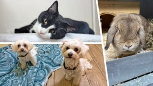 Fritzi (o.), Maxi, Teddy (u.) und Karotti (re.) warten noch auf Lebensplätze bei liebevollen ...