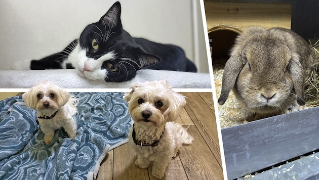 Fritzi (o.), Maxi, Teddy (u.) und Karotti (re.) warten noch auf Lebensplätze bei liebevollen ...