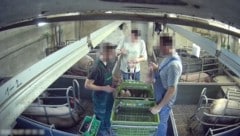 Auch mit den Ferkeln gingen die Mitarbeiter in den veröffentlichten Aufnahmen höchst respektlos ...