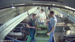 Auch mit den Ferkeln gingen die Mitarbeiter in den veröffentlichten Aufnahmen höchst respektlos ...