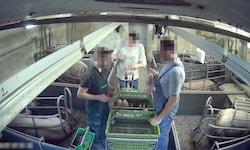 Auch mit den Ferkeln gingen die Mitarbeiter in den veröffentlichten Aufnahmen höchst respektlos ...