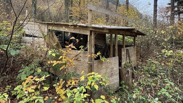 The small "forest property" became the "playground" for an (expensive) comedy involving the ...