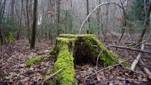 In München hat ein Spaziergänger eine Frauenleiche in einem Park entdeckt, sie lag abseits der ...