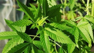 Eine Haschplantage wurde im Bezirk Spittal sichergestellt. 
