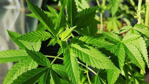 Eine Haschplantage wurde im Bezirk Spittal sichergestellt.