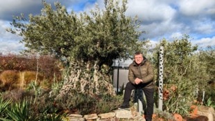 Der Profi-Gärnter hat es geschafft, dass ein spanischer Olivenbaum in Niederösterreich Wurzeln ...