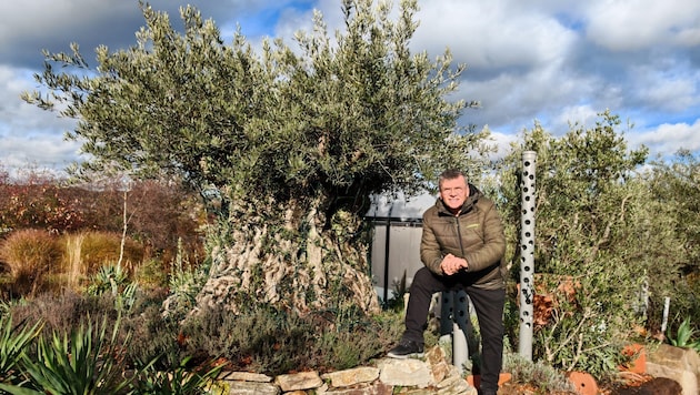 Der Profi-Gärnter hat es geschafft, dass ein spanischer Olivenbaum in Niederösterreich Wurzeln ...