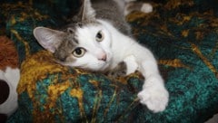 Katzen sind sehr feinfühlig. Sie spüren, ob wir gestresst, traurig oder entspannt sind.