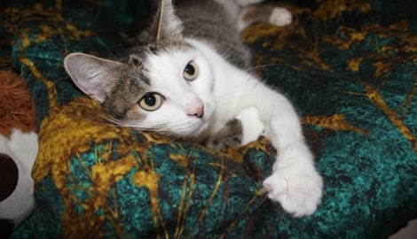 Katzen sind sehr feinfühlig. Sie spüren, ob wir gestresst, traurig oder entspannt sind.