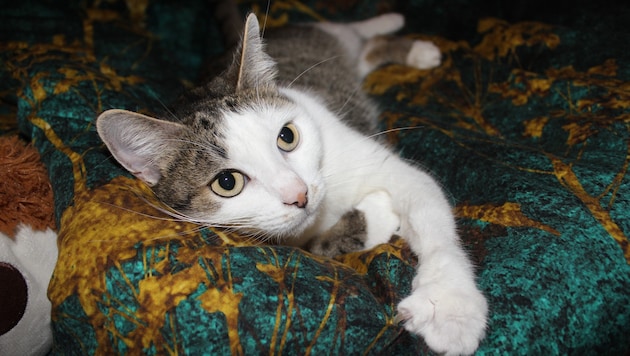 Katzen sind sehr feinfühlig. Sie spüren, ob wir gestresst, traurig oder entspannt sind.