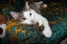 Katzen sind sehr feinfühlig. Sie spüren, ob wir gestresst, traurig oder entspannt sind.