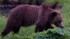 In Kanada hat ein Grizzlybär eine Volksschulklasse angegriffen, mehrere Kinder wurden schwer ...