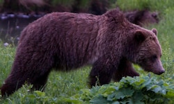 In Kanada hat ein Grizzlybär eine Volksschulklasse angegriffen, mehrere Kinder wurden schwer ...