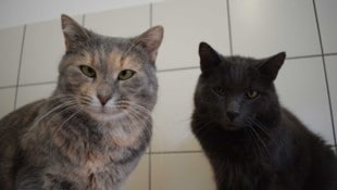 Einige Tiere wollen auch gemeinsam umziehen, so wie Faxe und Lilli.