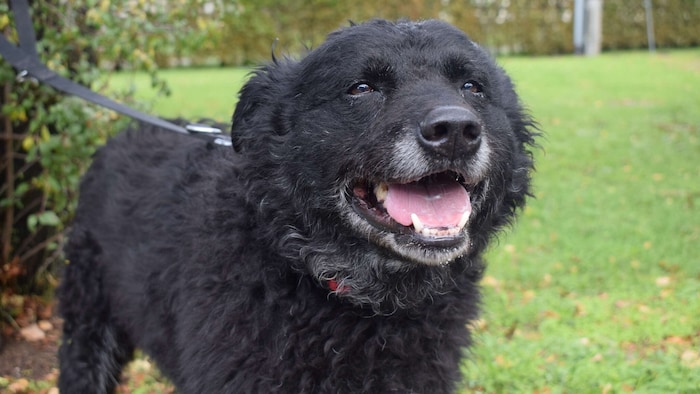 Arya sucht ein liebevolles Zuhause.