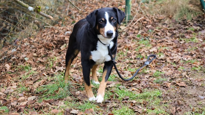 Lini sucht ein ruhiges Zuhause.