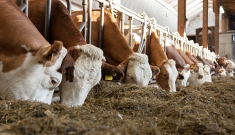 Der gesamte Bestand des Dornbirner Betriebs musste nach einem Ausbruch von Rindertuberkulose ...