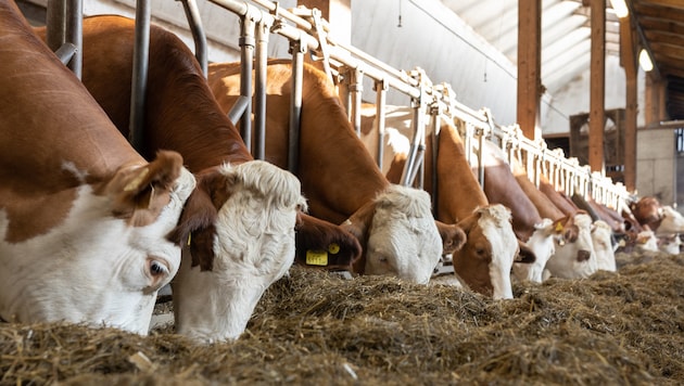 Der gesamte Bestand des Dornbirner Betriebs musste nach einem Ausbruch von Rindertuberkulose ...
