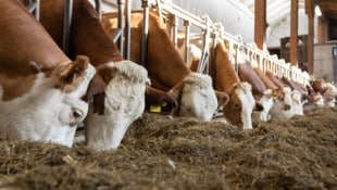 Durch Spezialfutter stoßen „Berglandmilch“-Rinder weniger Methan aus. 